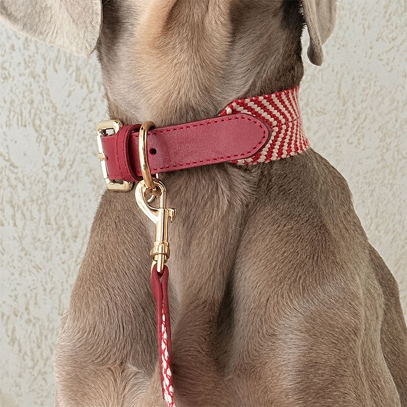 Premium Cotton Webbing & Red Leather Dog Collar | Comfortable Reinforced Collar with Matching Leash Option