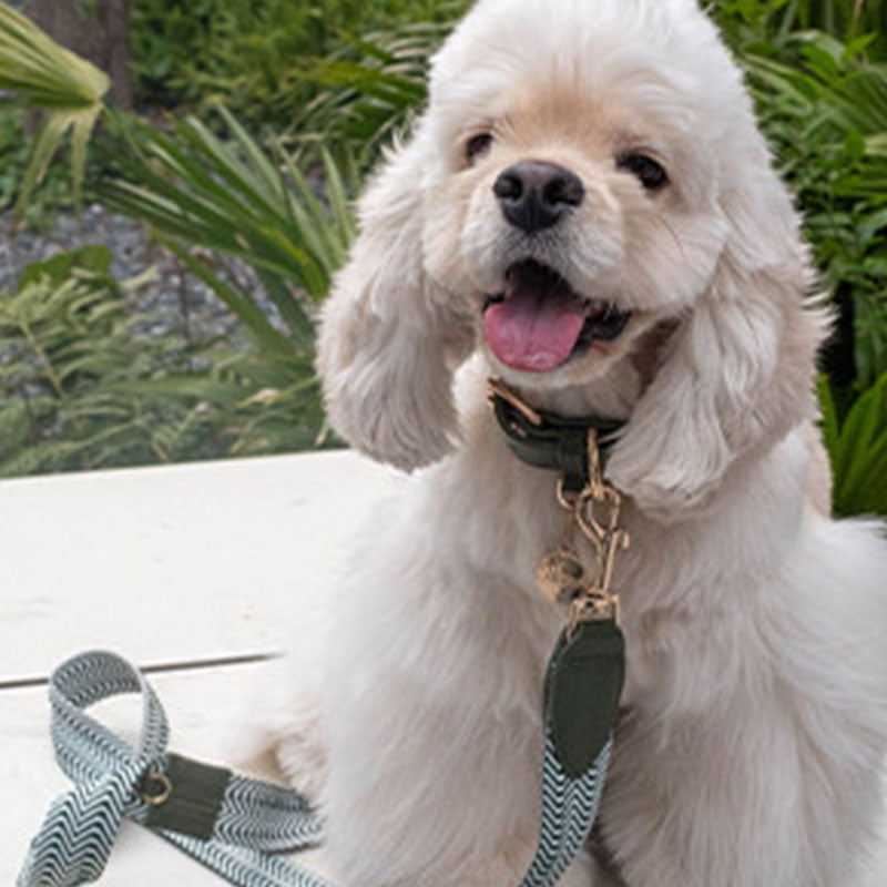 Premium Cotton Webbing & Green Leather Dog Collar | Comfortable Reinforced Collar with Matching Leash Option