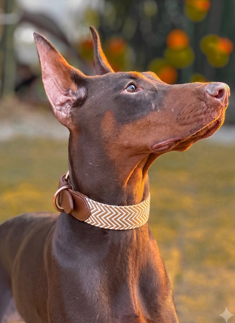 Premium Brown Leather Dog Collar with Cotton Woven Band | Stylish Comfort Collar for Daily Walks & Adventures
