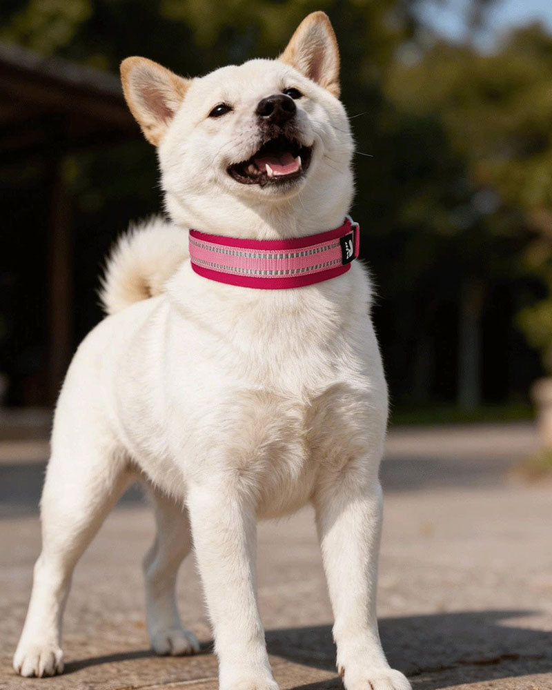 White Shiba Inu wearing a pink reflective padded dog collar on an outdoor walk