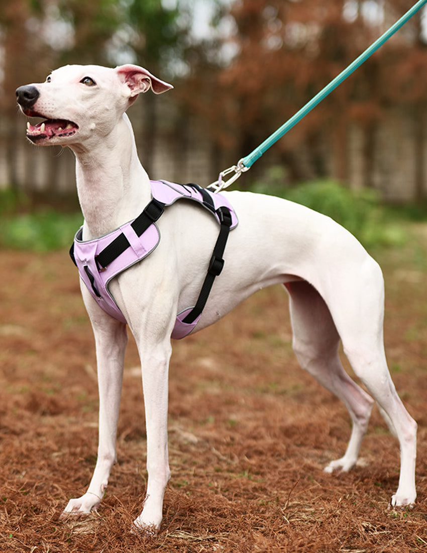 Reflective H-Style No-Pull Dog Harness | Heavy-Duty Adjustable Walking & Training Harness