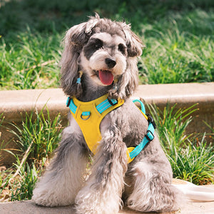 Schnauzer wearing the Yellow / Turquoise reflective dog harness outdoors on a sunny walk
