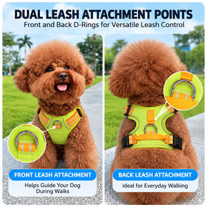 Poodle wearing the Lime Green / Orange harness showing the front and back leash D-rings