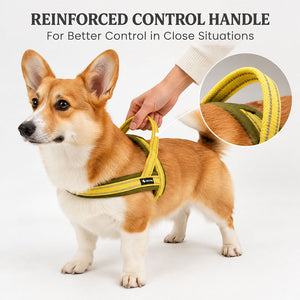 Corgi in the Lemon Yellow / Sage Green padded harness with a hand holding the reinforced control handle