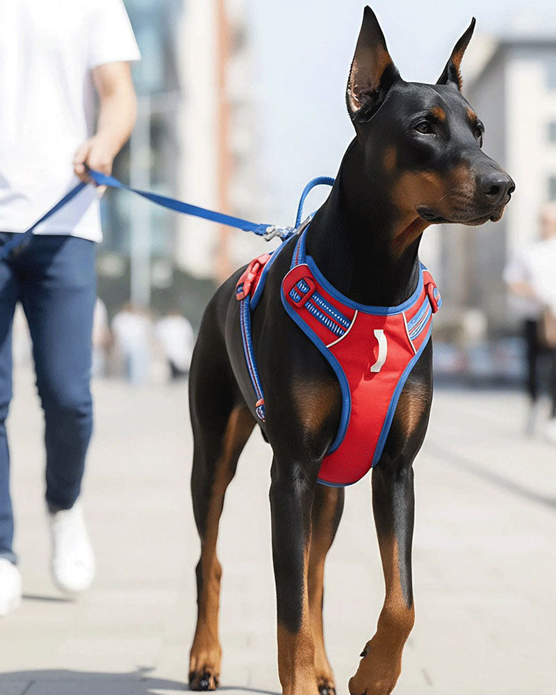 Doberman wearing a Red / Bright Blue dog harness attached to a blue leash during an outdoor city walk.