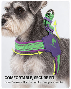 Lime Green and Grape Purple dog harness on a Schnauzer, highlighting an adjustable fit and even pressure distribution.