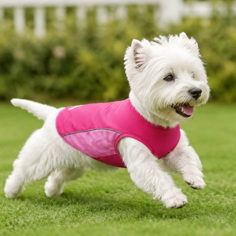 Lightweight Breathable Cooling Shirt with Quick-Dry Mesh for Small & Medium Dogs