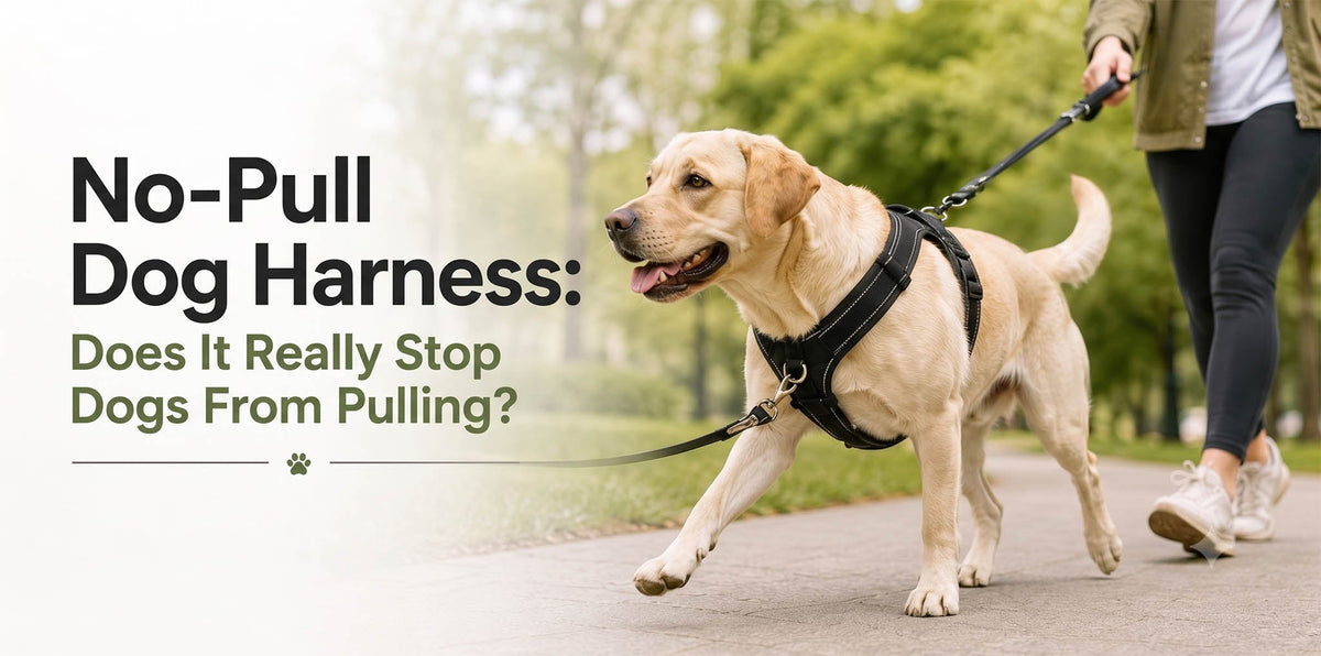 Dog walking in a no-pull harness with a front-clip leash attachment