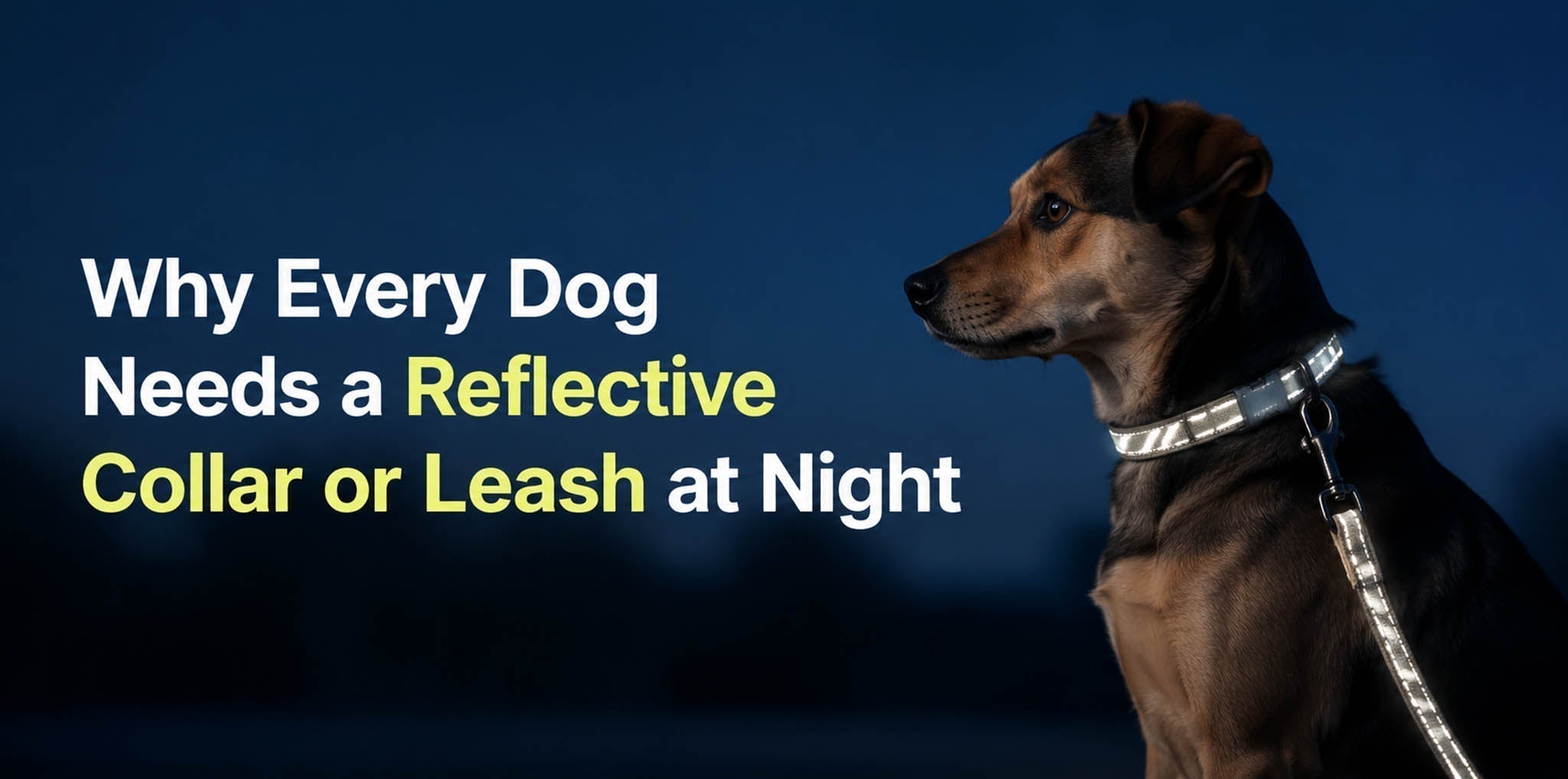 Dog wearing a reflective collar and leash for safer night walks