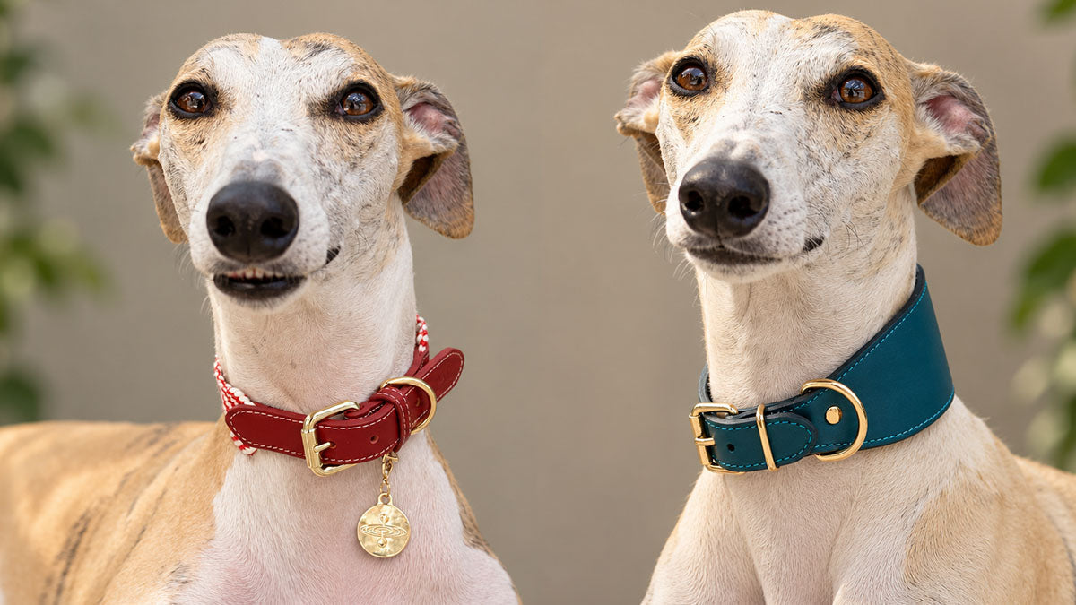 Wide tapered full-grain leather sighthound collar on a slender long neck