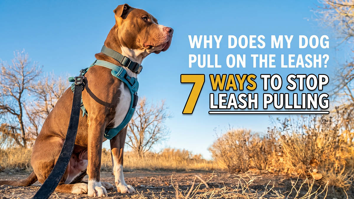 Dog wearing a harness and leash while learning how to stop leash pulling