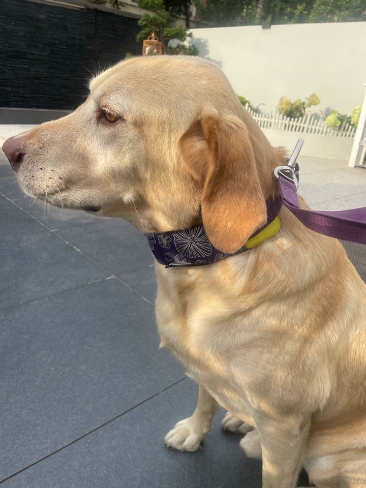 Customer photo: Labrador wearing Awooco purple floral collar with matching leash