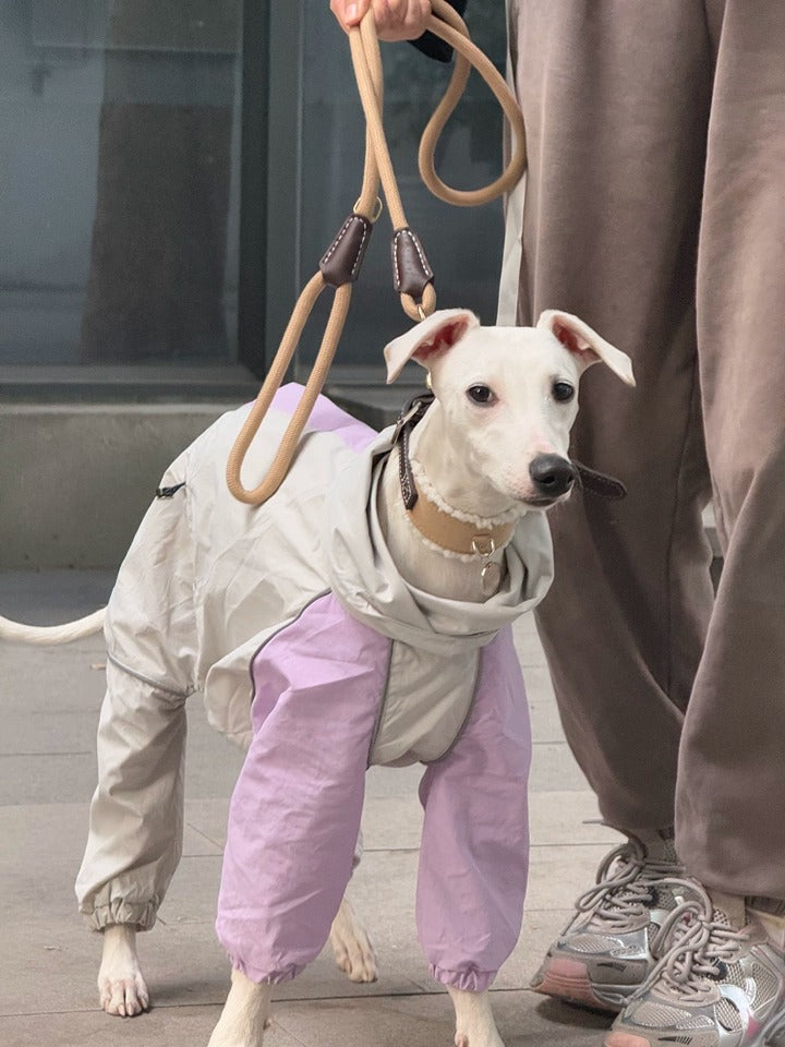 Customer photo: sighthound wearing Awooco leather collar with rope leash on a walk