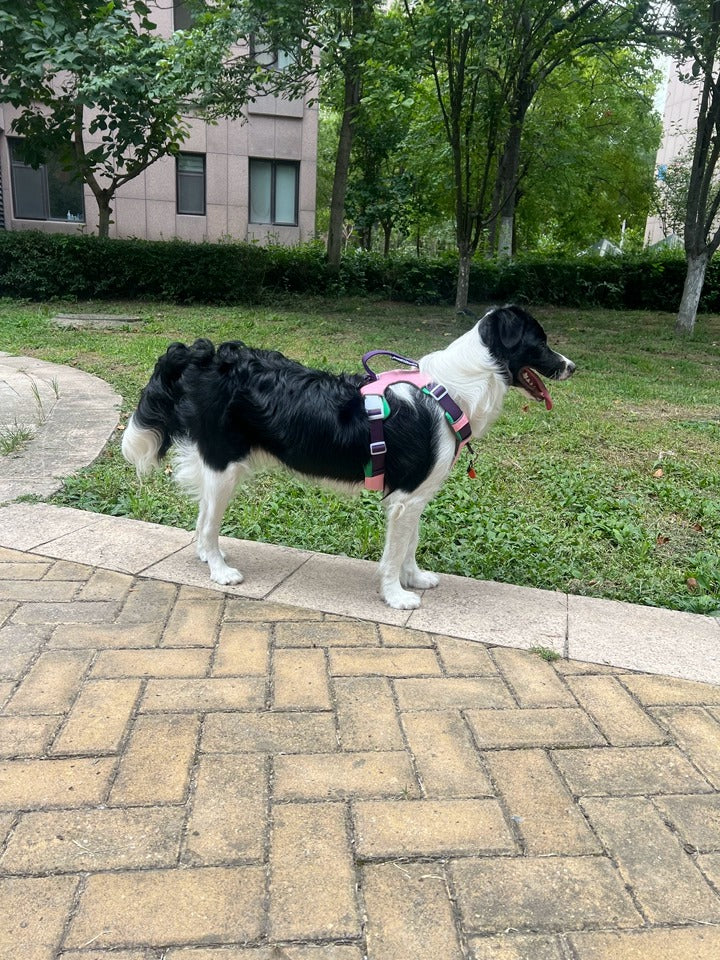 Customer photo: Border Collie wearing Awooco pink patterned no-pull harness outdoors