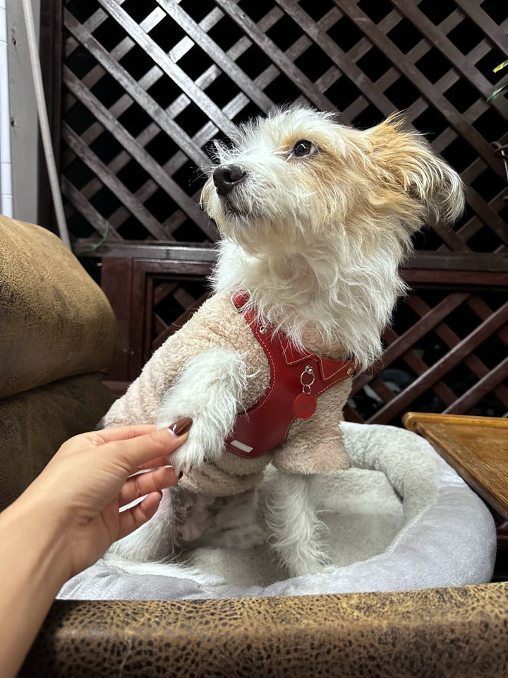 Customer photo: terrier mix wearing Awooco red harness over a fleece sweater