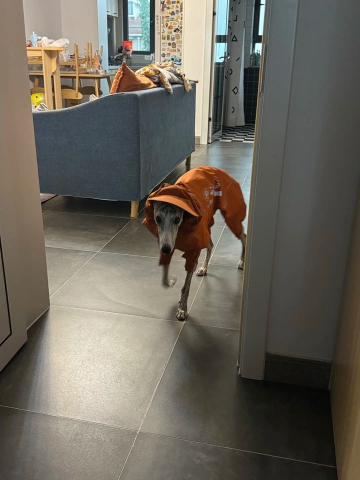 Customer photo: Whippet wearing Awooco bright orange dog raincoat indoors