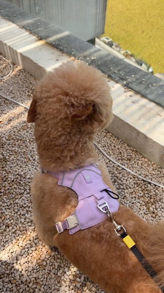 Customer photo: small dog wearing Awooco purple reflective harness, top view