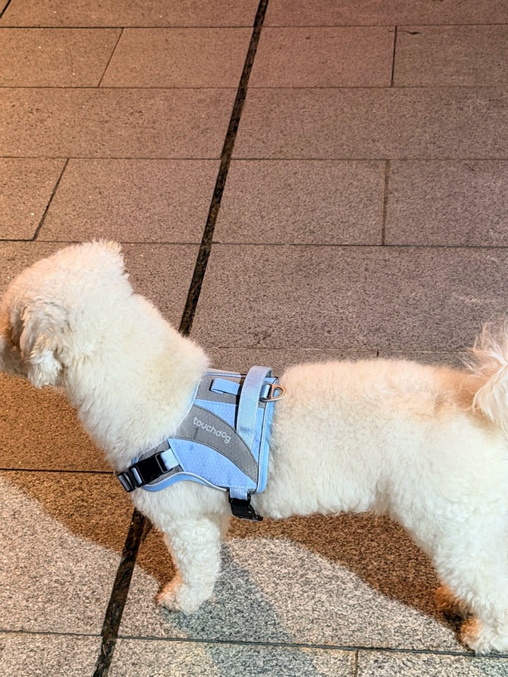 Customer photo: small white dog wearing Awooco sky blue cooling dog harness