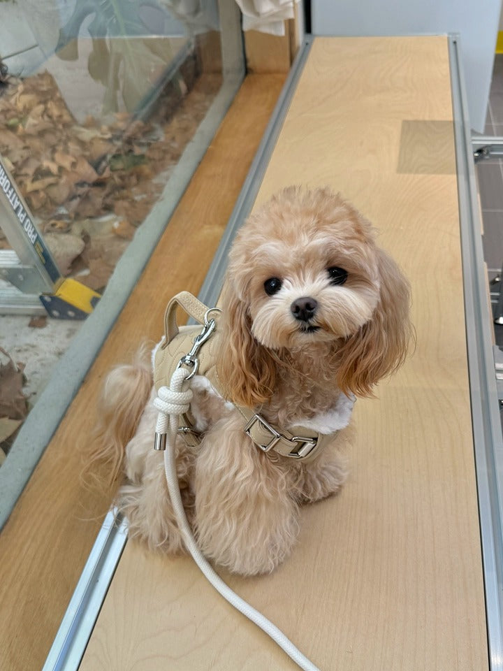 Customer photo: small fluffy dog wearing Awooco beige fleece-lined harness with rope leash