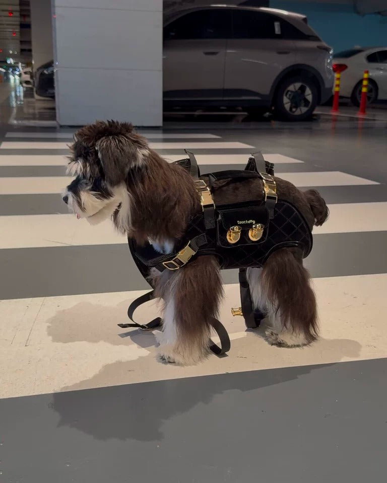 Customer photo: Schnauzer wearing Awooco black quilted harness with gold hardware