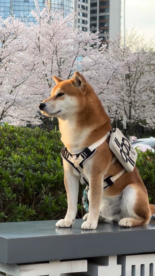 Customer photo: Shiba Inu wearing Awooco cream harness with backpack near cherry blossoms