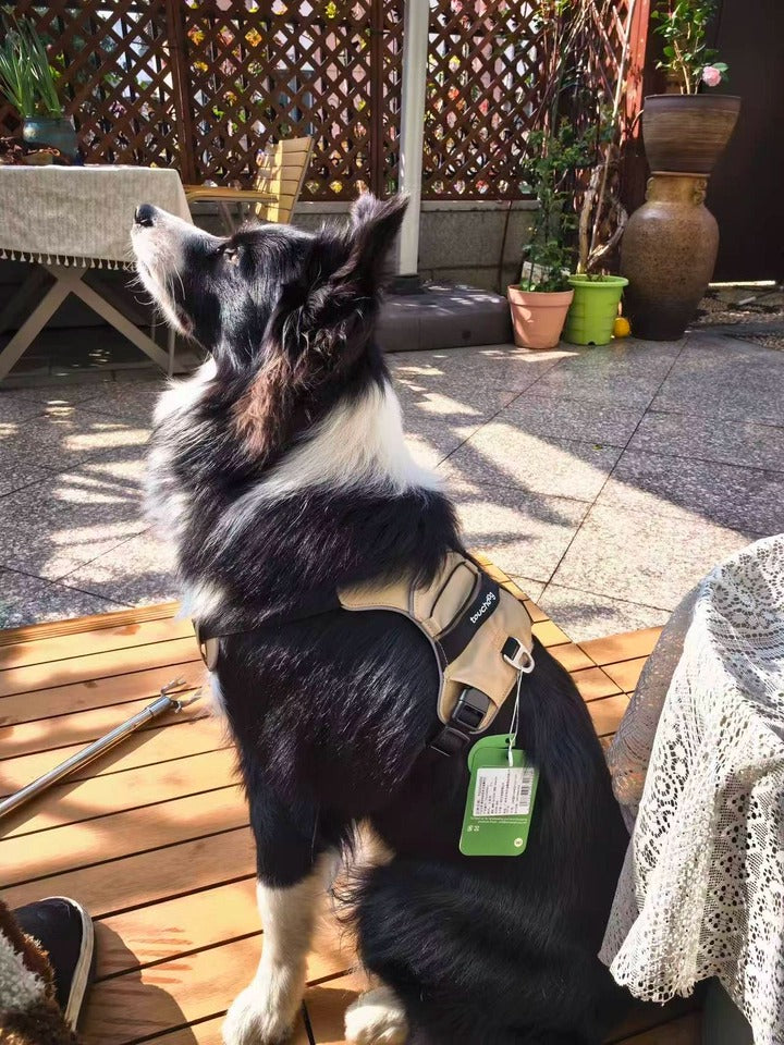 Customer photo: Border Collie wearing Awooco tan adventure harness outdoors