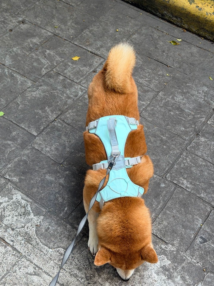 Customer photo: Shiba Inu wearing Awooco mint green dog harness on a walk