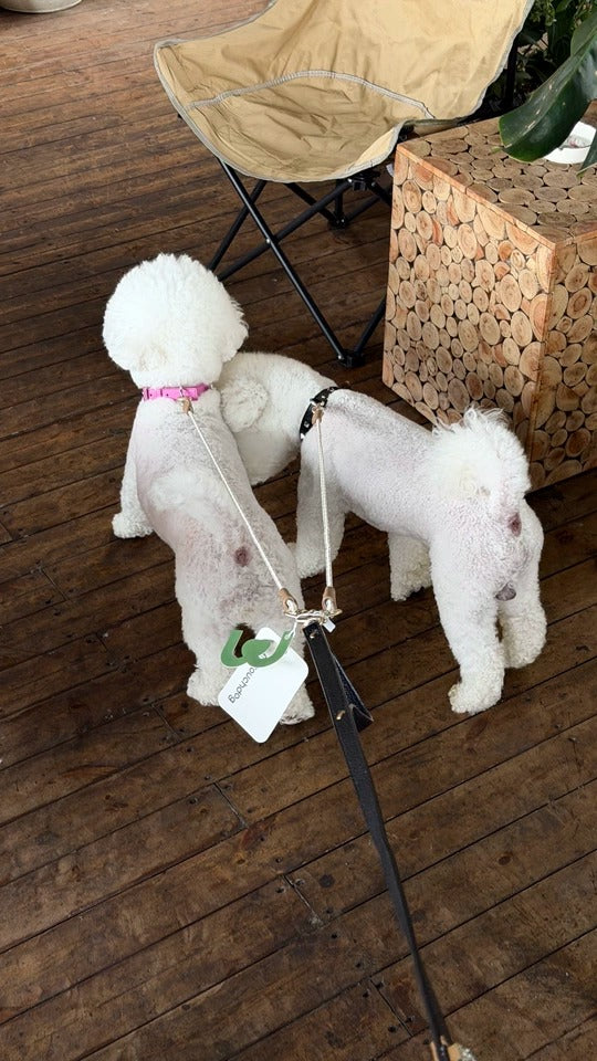 Customer photo: two small white dogs walking on Awooco dual no-tangle leash