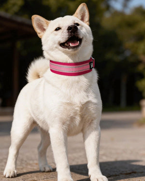 White Shiba Inu wearing a pink reflective padded dog collar on an outdoor walk