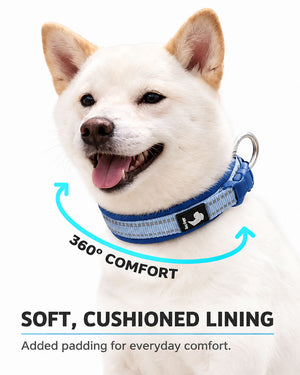 White Shiba Inu wearing a blue reflective padded dog collar showing soft cushioned lining