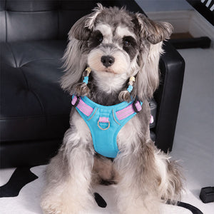 Schnauzer wearing the Aqua Blue / Lilac Pink adjustable reflective dog harness indoors