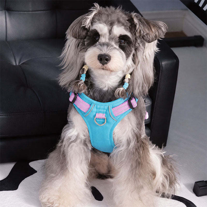 Schnauzer wearing the Aqua Blue / Lilac Pink adjustable reflective dog harness indoors