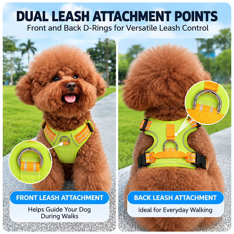 Poodle wearing the Lime Green / Orange harness showing the front and back leash D-rings