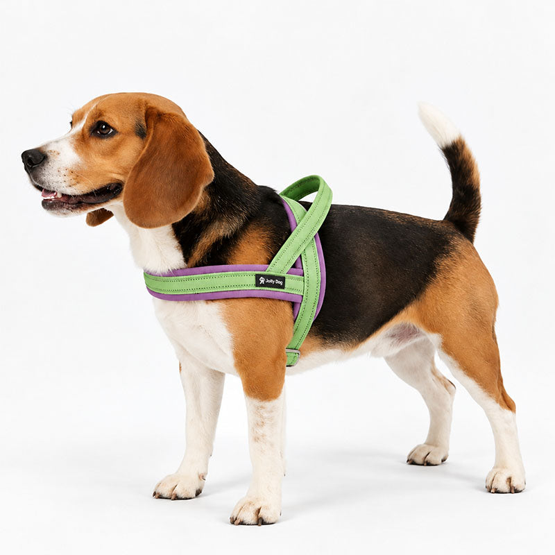 Beagle wearing the Lime Green / Grape Purple reflective padded dog harness, side view