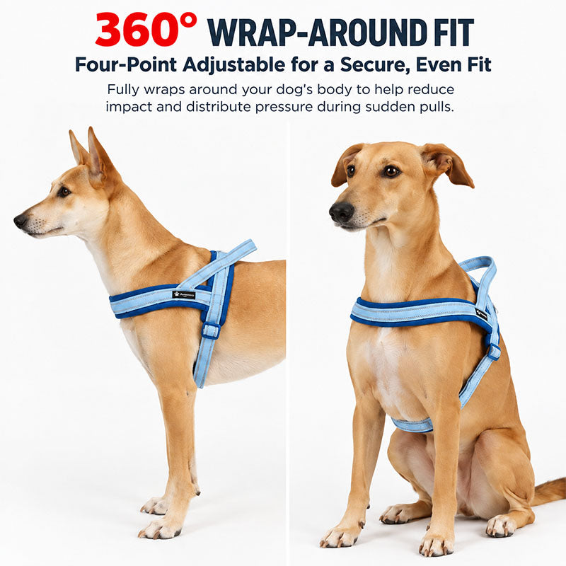 Dog wearing the Midnight Navy / Ice Blue padded harness standing and sitting to show the wrap-around fit