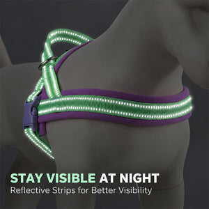 Reflective webbing on the padded dog harness glowing in low light for night-time visibility