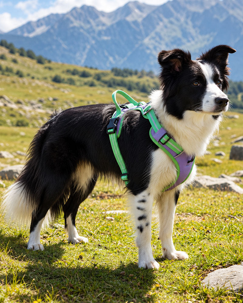 Border Collie wearing a Lime Green / Lavender adjustable dog harness while standing on a grassy mountain trail.