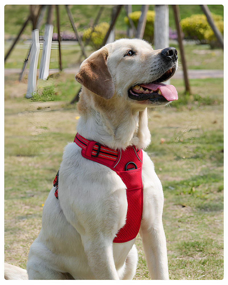Yellow Labrador wearing a red reflective dog harness during an outdoor walk