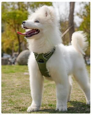 White fluffy dog wearing an army green reflective harness with a reinforced top handle