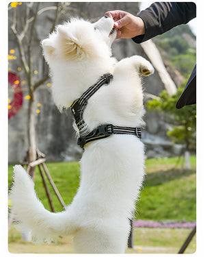 White fluffy dog wearing a dark reflective harness with adjustable straps and a top control handle