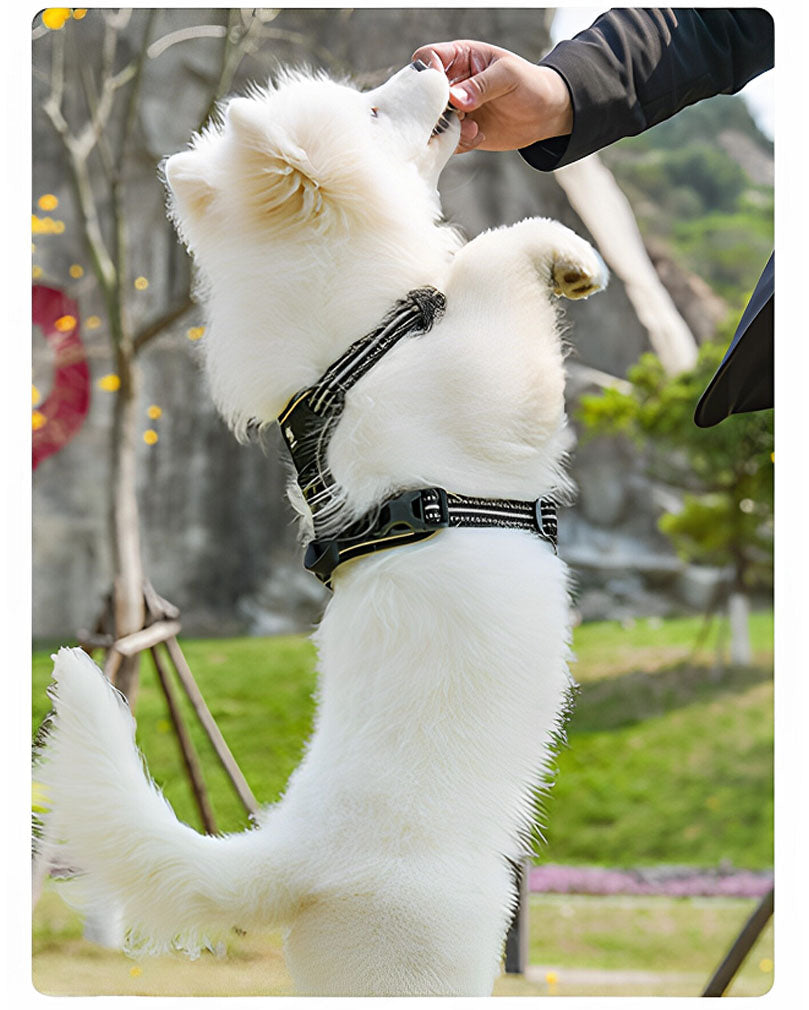 White fluffy dog wearing a dark reflective harness with adjustable straps and a top control handle