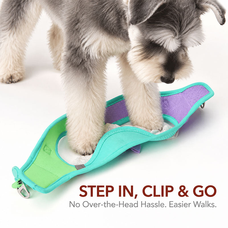 A miniature Schnauzer stepping into a mint and lavender dog harness, illustrating the step-in design without pulling the harness over the dog's head.