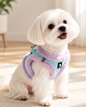 Small white dog wearing a Mint Turquoise and Lilac plush vest harness with faux rabbit fur trim in a bright indoor setting.