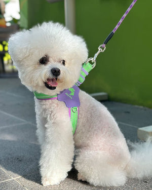 Small white dog wearing a Lime Green and Grape Purple step-in mesh harness on an outdoor walk.