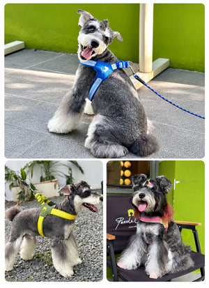 Small dogs wearing colorful step-in mesh harnesses in green, purple, yellow, blue and pink combinations outdoors.