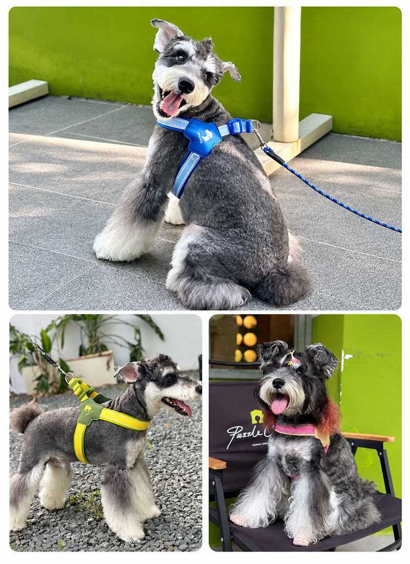Small dogs wearing colorful step-in mesh harnesses in green, purple, yellow, blue and pink combinations outdoors.